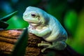 Australian green tree frog Ranoidea caerulea Royalty Free Stock Photo