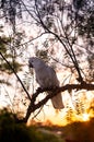 Australian Kookaburra resting on the gum tree. Royalty Free Stock Photo