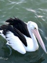 Close-up view of an Australian wildlife Pelican landing into the Clarence River at Maclean  New South Wales  Australia Royalty Free Stock Photo