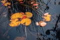 Close up view of autumn garden pond with aquatic plant. Water lily flower leaves in dark deep water Royalty Free Stock Photo