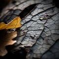 a close up view of an autumn leaf on a crack in the ground Royalty Free Stock Photo