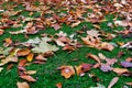 Close up view of autumn leaves on grass Royalty Free Stock Photo