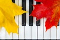 Autumn leaves on piano keys Royalty Free Stock Photo
