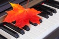 Close up view of autumn red leaf on piano keys Royalty Free Stock Photo