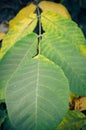 Close up view of autumn walnut tree leaf Royalty Free Stock Photo