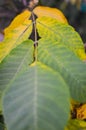 Close up view of autumn walnut tree leaf Royalty Free Stock Photo