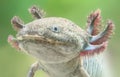 Close-up view of an Axolotl Royalty Free Stock Photo