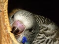 Baby Budgie peeking out of its nest box.