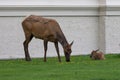 Close-up view of a baby deer watching a female Roosevelt elk grazing Royalty Free Stock Photo
