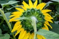 Close up view of the back of sunflower Royalty Free Stock Photo