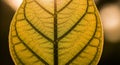 Close-up view of a backlit leaf, Royalty Free Stock Photo