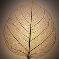 A close-up view of a backlit leaf displaying an intricate network of veins Royalty Free Stock Photo