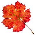 Close - up view of a backlit red autumn grape leaf Royalty Free Stock Photo