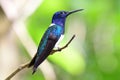 Close up view of a baeutiful White-necked Jacobin (Florisuga mellivora) hummingbird Royalty Free Stock Photo