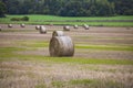 Close up view of bales of mown hay on green forest trees background. Royalty Free Stock Photo