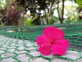 Close up view of balsam flower