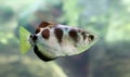 Close-up view of a Banded Archerfish Royalty Free Stock Photo