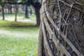 Close up view of a banyan tree roots with copy space Royalty Free Stock Photo