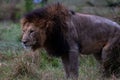 Close-up view of a Barbary lion in the wild grass