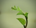 Close up view of Basella alba Malabar spinach Royalty Free Stock Photo