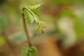 Close up view of Basella alba or Malabar spinach Royalty Free Stock Photo