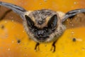 Bat Resting on Yellow Surface Generative AI Royalty Free Stock Photo