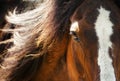 Close up of a Horse Eye at Sunset Royalty Free Stock Photo