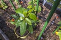 Close up view of bay laurel tree plant on background. Royalty Free Stock Photo