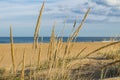 Close-Up View of Beach Grass in Virginia Beach, VA