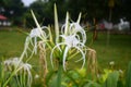 Close up view of Beach spider lily flower Royalty Free Stock Photo