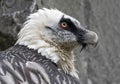 Close-up view of a Bearded vulture