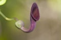 Andalusian Dutchman's Pipe (Aristolochia baetica) vine