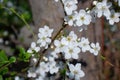 Close up view of beautiful apple tree blossom Royalty Free Stock Photo