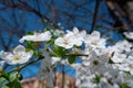 Close up view of beautiful apple tree blossom Royalty Free Stock Photo
