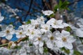 Close up view of beautiful apple tree blossom