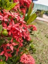 beautiful ashoka flower