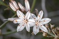 Asphodelus ramosus (branched asphodel) flower