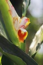 close up view of beautiful badi elaichi or black cardamom flowers (amomum subulatum)