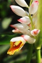 close up view of beautiful badi elaichi or black cardamom flowers (amomum subulatum)