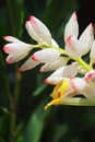 close up view of beautiful badi elaichi or black cardamom flowers (amomum subulatum)