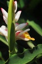 close up view of beautiful badi elaichi or black cardamom flowers (amomum subulatum)