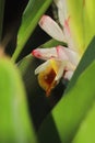 close up view of beautiful badi elaichi or black cardamom flowers (amomum subulatum)