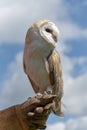 Barn owl Royalty Free Stock Photo