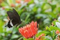 Butterfly Common Mormon - Papilio polytes