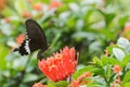 Butterfly Common Mormon - Papilio polytes Royalty Free Stock Photo