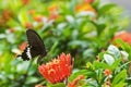 Butterfly Common Mormon - Papilio polytes Royalty Free Stock Photo