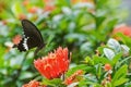 Common Mormon butterfly Papilio polytes Royalty Free Stock Photo