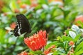 Common Mormon butterfly Papilio polytes