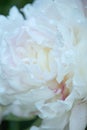 Close up of beautiful blooming white peony flower head background.