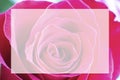 Close up view of a beautiful bright pink rose with abstract curves of petals. Macro image with white box in the center. Fresh Royalty Free Stock Photo